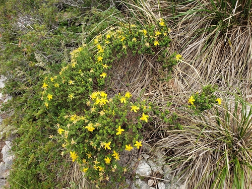 Image of Hypericum balearicum by (c) Ben Costamagna, some rights reserved (CC BY)