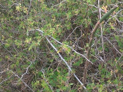 Rosa transmorrisonensis