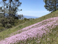 Leptosiphon ambiguus