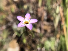 Leptosiphon ambiguus