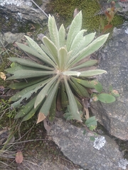 Espeletia corymbosa