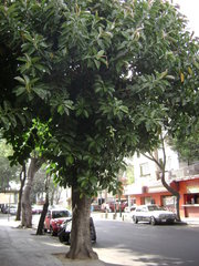Ficus elastica