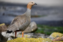 Ruddy-Headed Goose photo 2