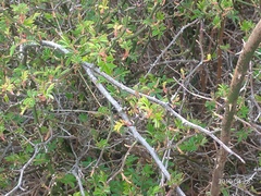 Rosa transmorrisonensis