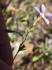 Leptosiphon ambiguus