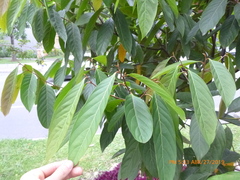 Nectandra acutifolia