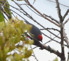 Red-Capped Flowerpecker photo 2