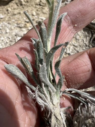 Image of Oreocarya spiculifera by no rights reserved