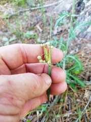 Sisyrinchium elizabethiae