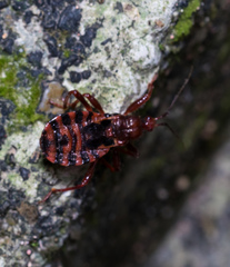 Ectrychotes tonkinensis