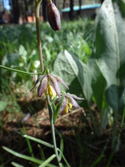 Fritillaria atropurpurea