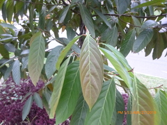 Nectandra acutifolia