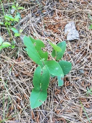 Aristolochia reticulata