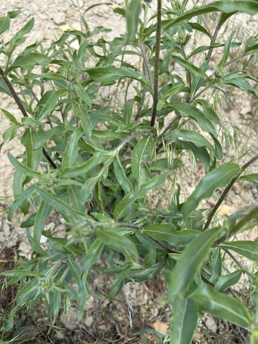 Image of Helianthus cusickii by no rights reserved