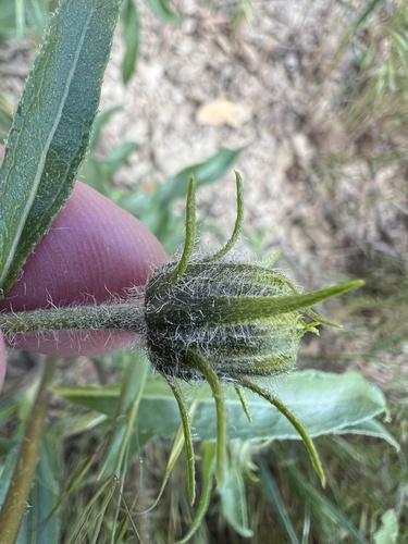 Image of Helianthus cusickii by no rights reserved
