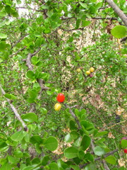Condalia velutina