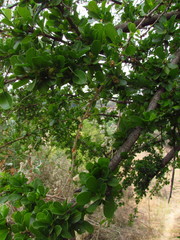 Condalia velutina
