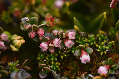 Gaultheria antarctica, photograph 4