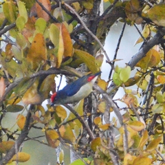 Red-Capped Flowerpecker photo 4