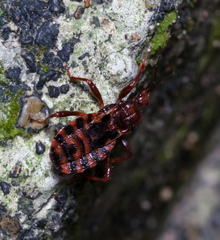 Ectrychotes tonkinensis