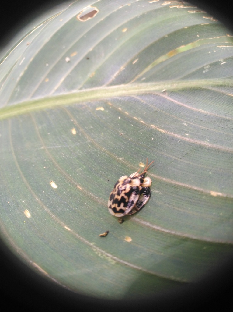 Aslamidium ecuadoricum