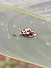 Aslamidium ecuadoricum