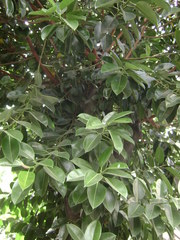 Ficus elastica