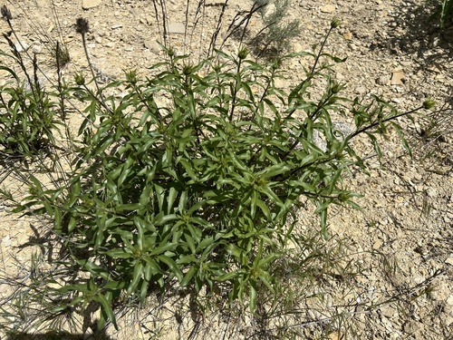 Image of Helianthus cusickii by no rights reserved