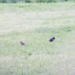 Sturnus vulgaris