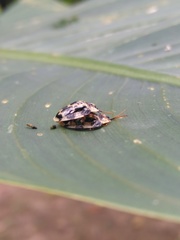 Aslamidium ecuadoricum