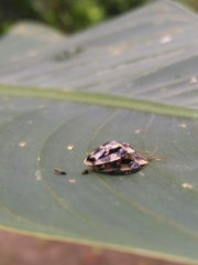 Aslamidium ecuadoricum