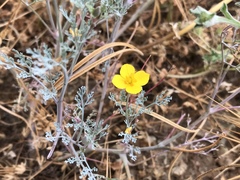 Eschscholzia ramosa