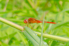 Crocothemis