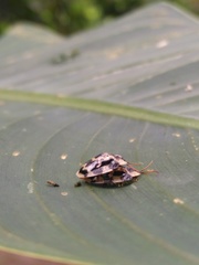 Aslamidium ecuadoricum