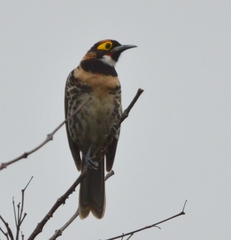 Ornate Melidectes photo 2