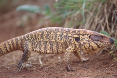 Yellow Tegu photo 1