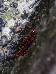 Ectrychotes tonkinensis