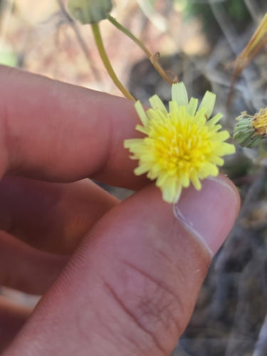 Image of Malacothrix fendleri by no rights reserved