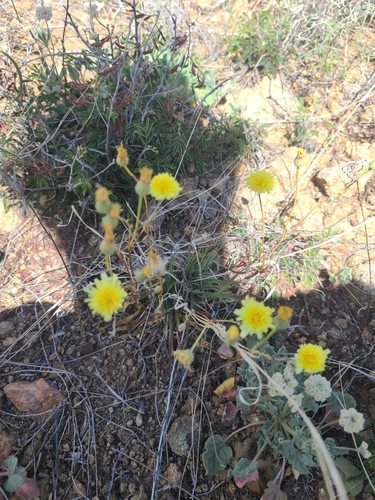 Image of Malacothrix fendleri by no rights reserved