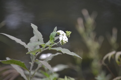 Tournefortia hartwegiana