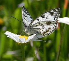 Melanargia arge