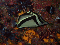 Southern Scythe Butterflyfish photo 1
