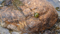 Nostocales