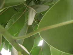 Ficus elastica