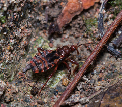 Ectrychotes tonkinensis