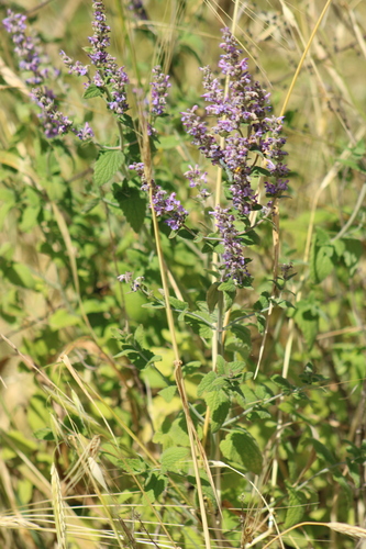 Image of Nepeta curviflora by (c) yelena_antipova, some rights reserved (CC BY)