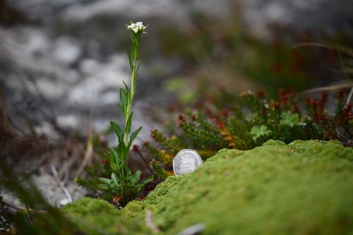 Falkland Rock-cress (Phlebolobium maclovianum)