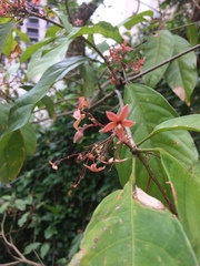 Sterculia lanceolata