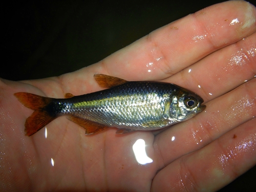 Emperor tetra (Bryconamericus emperador) — Characidae