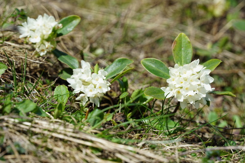 Daphne blagayana, photograph 5